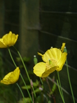 FZ015084 Yellow poppies in the shed.jpg